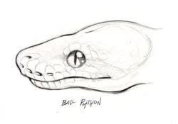 Image result for Ball Python Drawing Pencil Easy