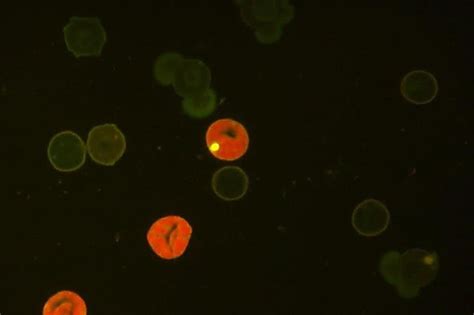 Micro Nuke Test に対する画像結果