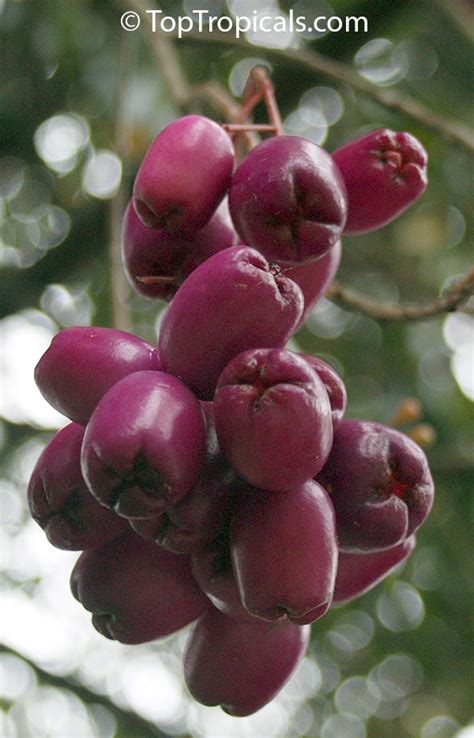 Image result for Java Plum
