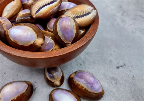 Bildergebnis für Cowrie Shells