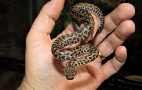 Image result for Spotted Python Natural Habitat