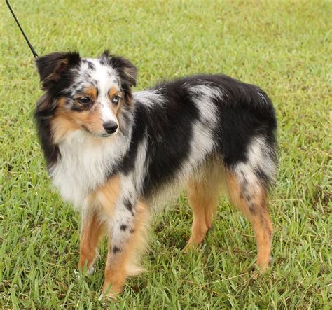 Image result for Mini Aussie Breed