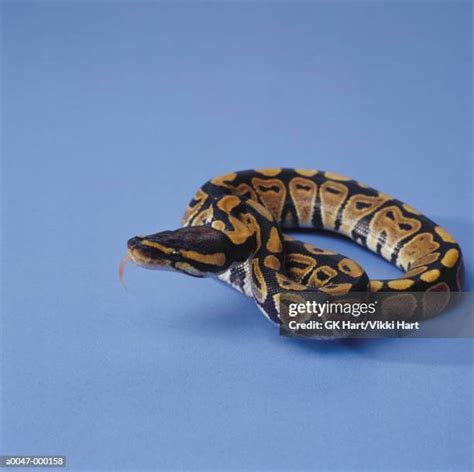 Image result for Ball Python Dangerous