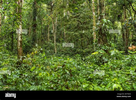 Toradh íomhá ar Sumatra Rainforest