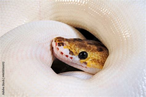 Toradh íomhá ar Ball Python Leucistic