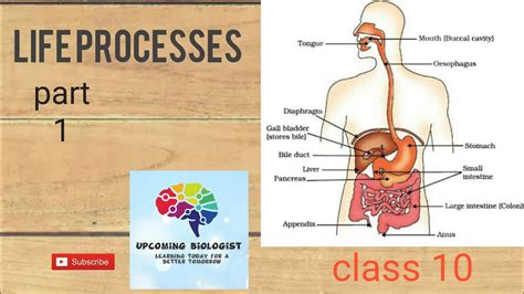 Image result for Life Processes Class 10 Flow Chart