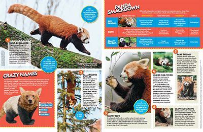 Toradh íomhá ar Red Panda Information