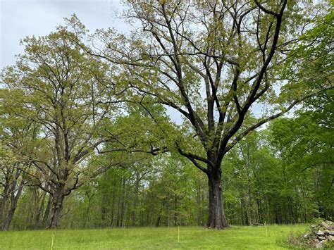 Toradh íomhá ar Oak Tree in Forets