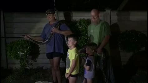 Image result for 7 Metre Python