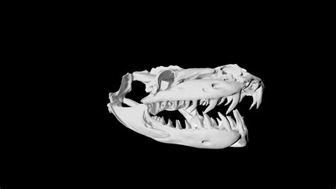 Image result for Diamond Python Skull