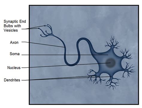 Résultat d’images pour Multipolar Neuron Under Microscope Labeled