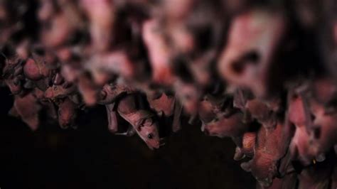 Image result for Bat Birthing