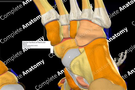 Navicular Bone Surface Anatomy に対する画像結果