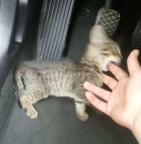 Image result for Cursed Cat Walking