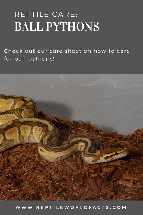 Pet Python Tank に対する画像結果
