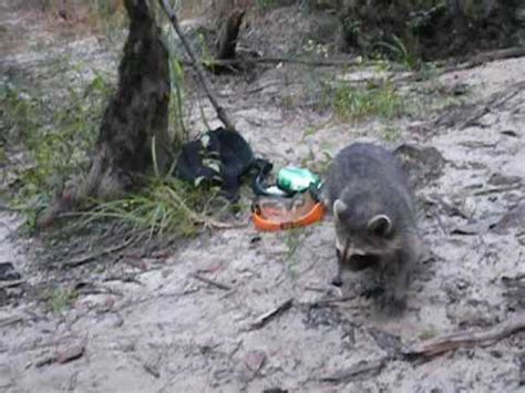 Image result for Raccoon Scats Identification Chart