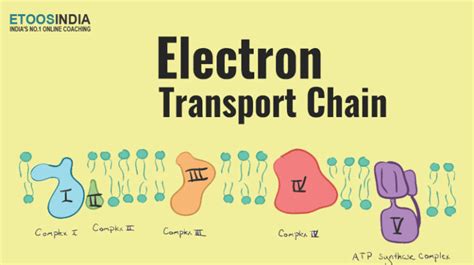 Visual Representation of Electron Transport Chain に対する画像結果