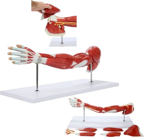 Image result for Arm Models