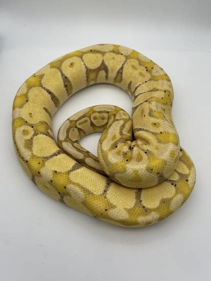 Image result for YB Ball Python