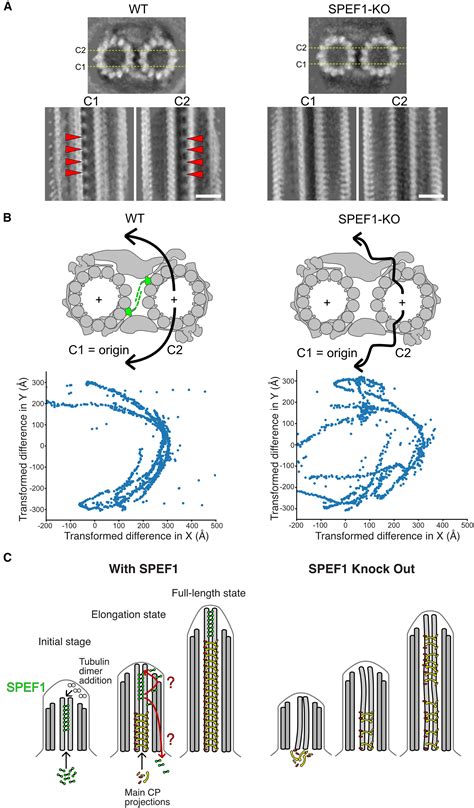 Image result for Microtubule Seam
