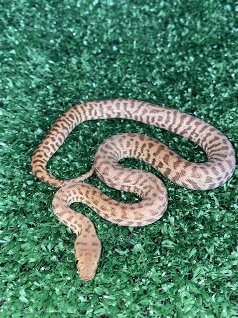 Stimson's Python に対する画像結果