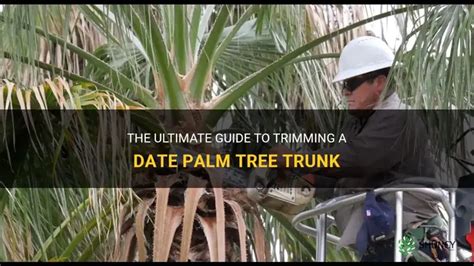 Toradh íomhá ar How to Trim a Palm Tree Trunk