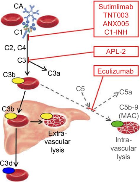Image result for Complement System Terminal Pathway