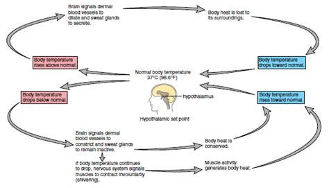 Human Temperature Regulation に対する画像結果