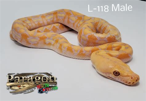 Afbeeldingsresultaten voor Lavender Reticulated Python Colors