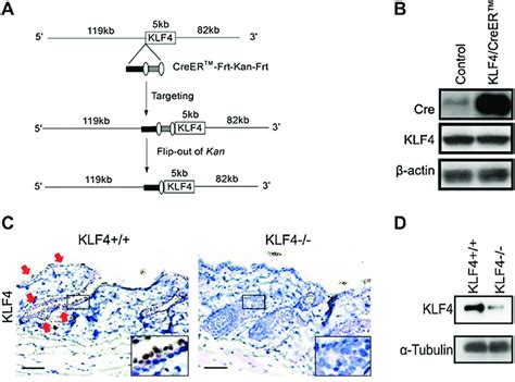 Afbeeldingsresultaten voor Creer Tarmoxifen
