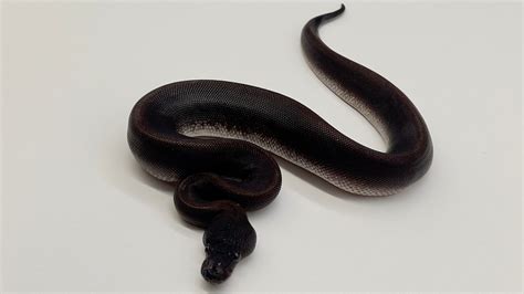 Image result for Uma Ball Python