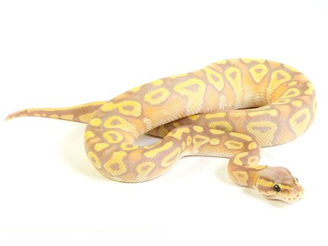 Image result for Mojave Pastel Lesser Ball Python