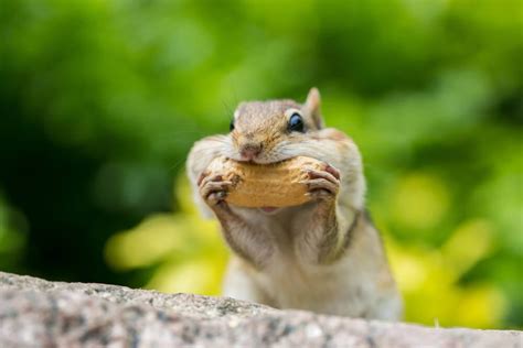 Afbeeldingsresultaten voor How to Keep Chipmunks From Garden