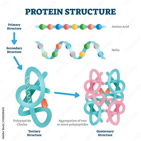 Image result for Protein Sequence Example