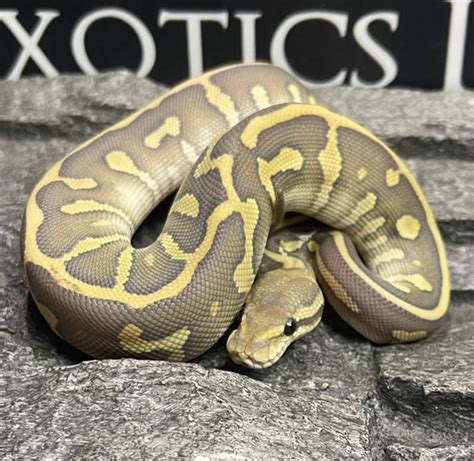 Image result for Leopard Lesser Ball Python