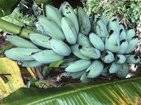 Toradh íomhá ar Blue Java Bananas