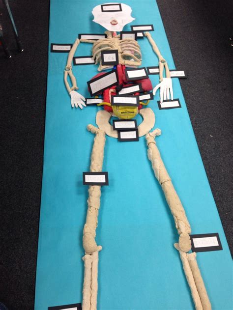 Image result for Human Body Science Project