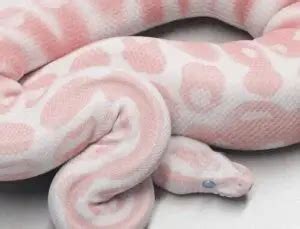 Image result for Pink Ball Python