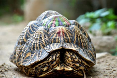Image result for Turtle Shell Front Shell