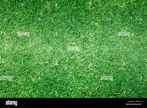 Image result for Golf Turf Pattern