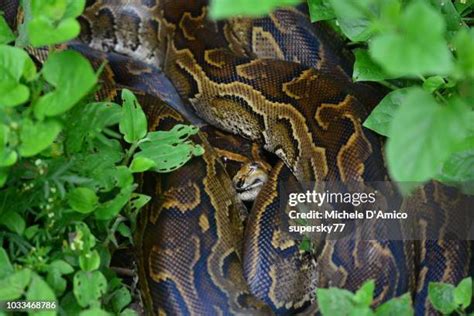 Image result for Australian Rock Python