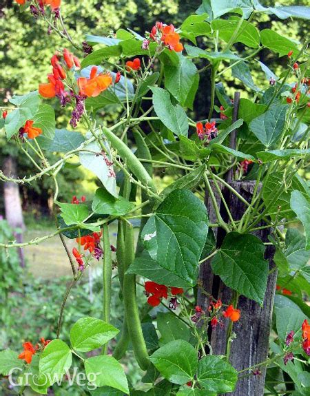 Image result for Growing Runner Beans