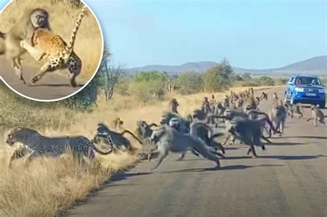 Python vs Leopard Fight に対する画像結果