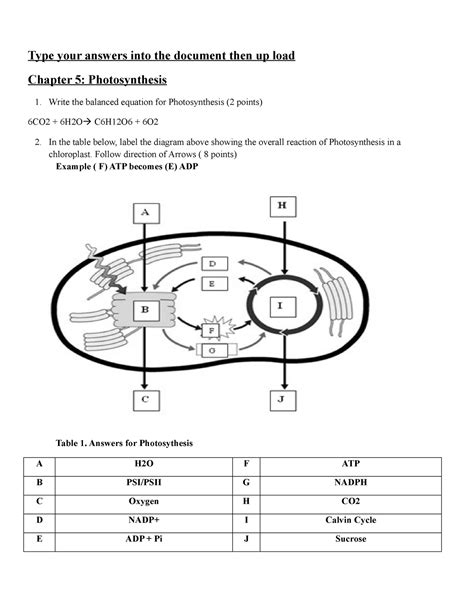 Afbeeldingsresultaten voor How Does Photosynthesis Work Worksheet Answers