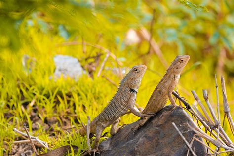 Image result for Climograph Equatorial