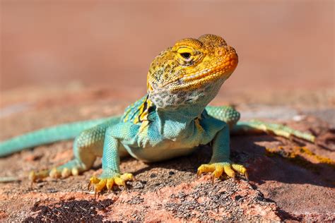 Image result for Lizard Printable