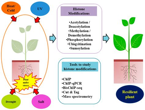 Post-Translational Modification Histone Code に対する画像結果
