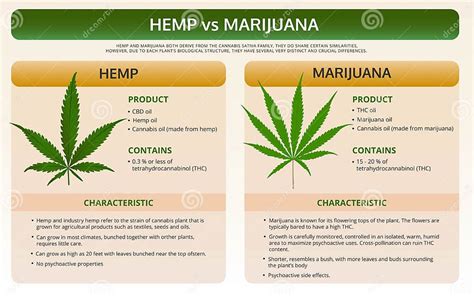 Image result for Hashish vs Marijuana