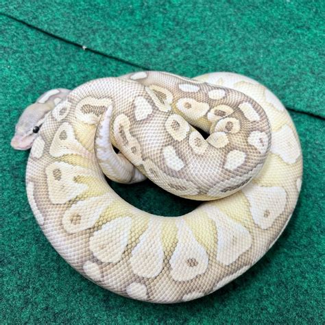 Image result for Banana Butter Lesser Ball Python