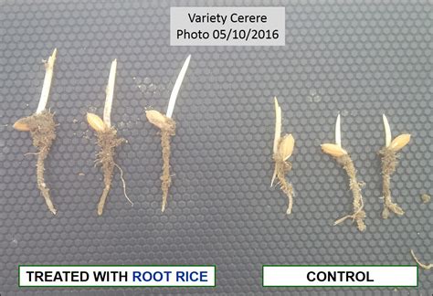 Image result for Paper Root System Rice